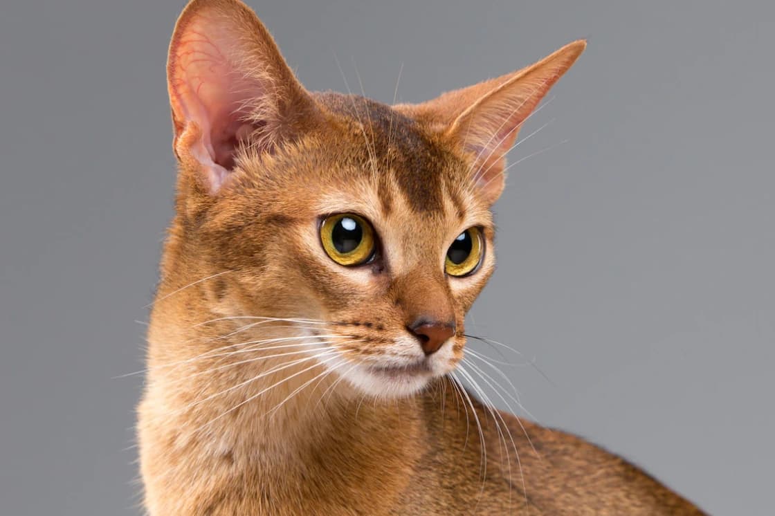 Transportation service