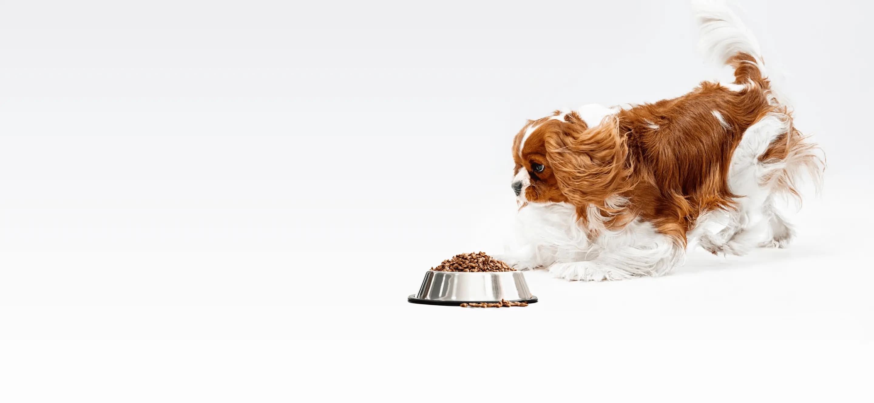 Pet Food OEM