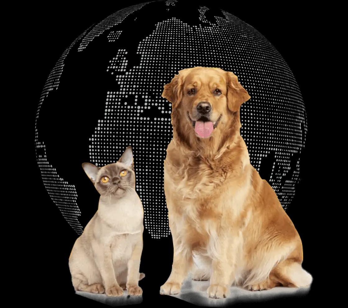 Domestic market export