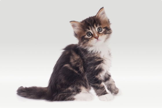 image-kitten kitten